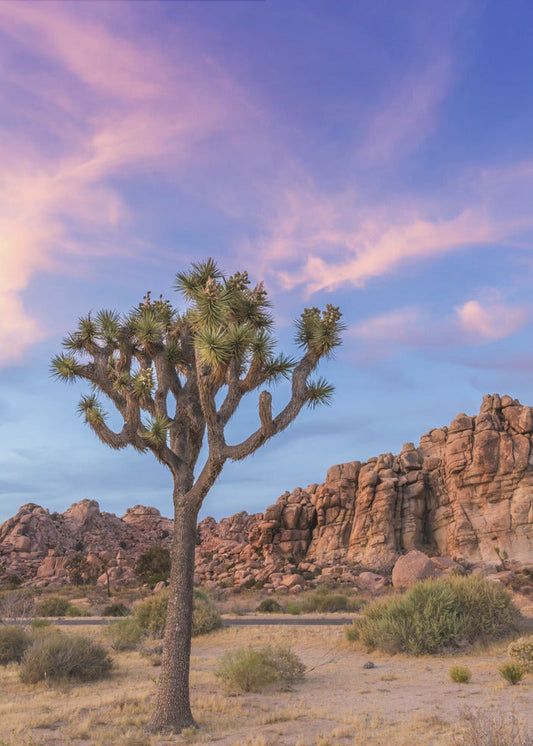 Wandbild Joshua Tree Abendstimmung