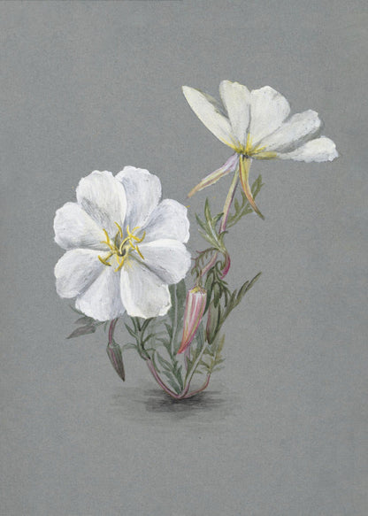 Wandkunst Riesen-Sumpf-Stendelwurz (1880)