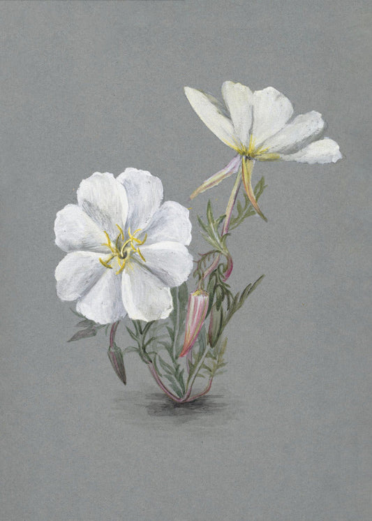 Wandkunst Riesen-Sumpf-Stendelwurz (1880)